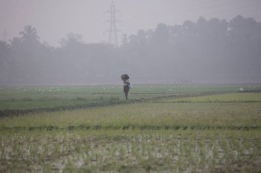 Hindistan Kerala thrissur - 16 Mart 2018: Asyalı çiftçiler sisli bir sabah Kerala 'da bir çeltik tarlasına pirinç ekip çalışma sahasında eğleniyorlar, çiftçiler sıkı çalışıyorlar