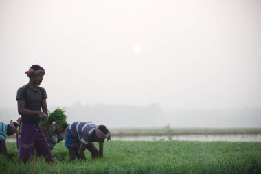 india Kerala thrissur - MARCH 16, 2018: Asia farmers plant  rice on a paddy field in kerala in foggy morning and having fun on work field , farmers hard work