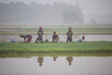 Hindistan Kerala thrissur - 16 Mart 2018: Asyalı çiftçiler sisli bir sabah Kerala 'da bir çeltik tarlasına pirinç ekip çalışma sahasında eğleniyorlar, çiftçiler sıkı çalışıyorlar