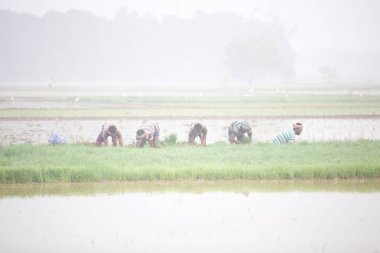 Hindistan Kerala thrissur - 16 Mart 2018: Asyalı çiftçiler sisli bir sabah Kerala 'da bir çeltik tarlasına pirinç ekip çalışma sahasında eğleniyorlar, çiftçiler sıkı çalışıyorlar