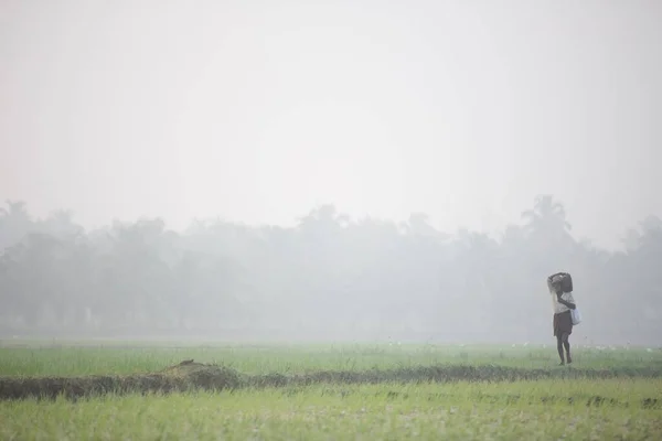 India Kerala Thrissur March 2018 Asia Farmers Plant Rice Paddy — Stockfoto