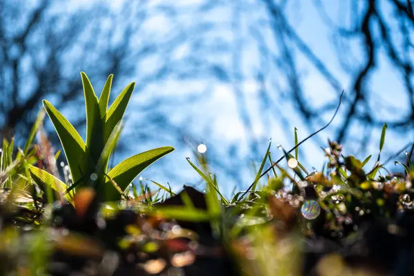 Green Plant Growing Tree — Stock Photo, Image