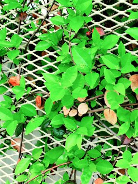 Çitlere tırmanan yeşil sarmaşık