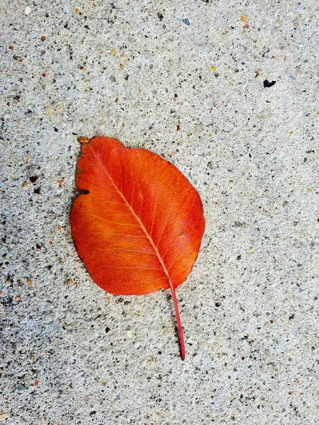 Ярко Красный Оранжевый Лист Бетоне — стоковое фото