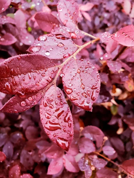 Hoja Roja Del Arbusto Después Lluvia — Foto de Stock