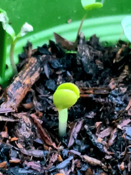 Little plant sprouting in the soil