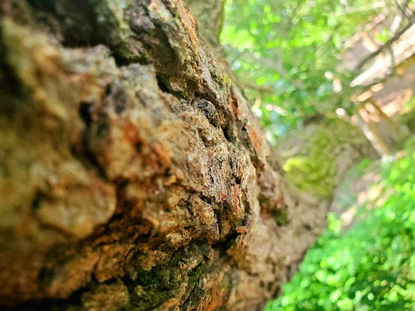 View Climbing Tree — стоковое фото