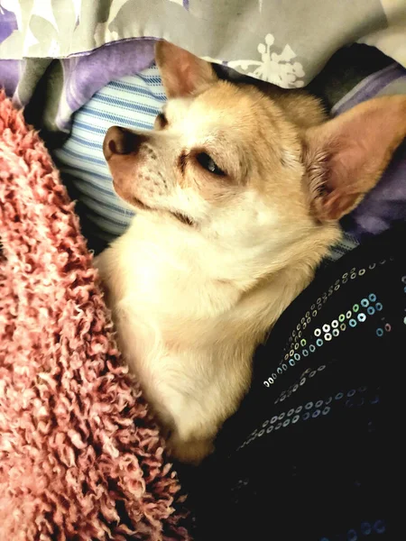 Relaxed Sleepy Chihuahua — Foto de Stock