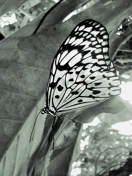 Потрясающие Черно Белые Крупным Планом Детализированная Бабочка Сидящая Листе — стоковое фото
