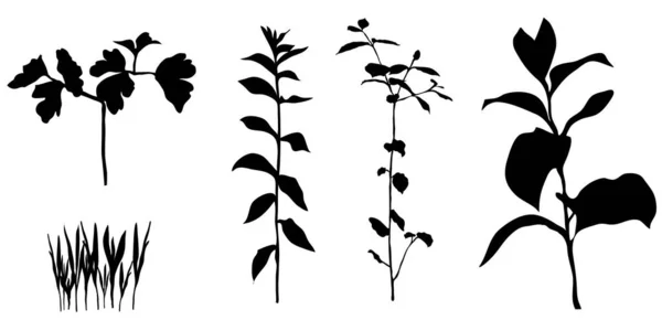 Vector Garden Park Field Plants Black Isolated White Background Traced — Stock Vector