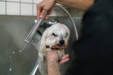 Adam lavaboda şampuanla beyaz köpekleri yıkıyor.