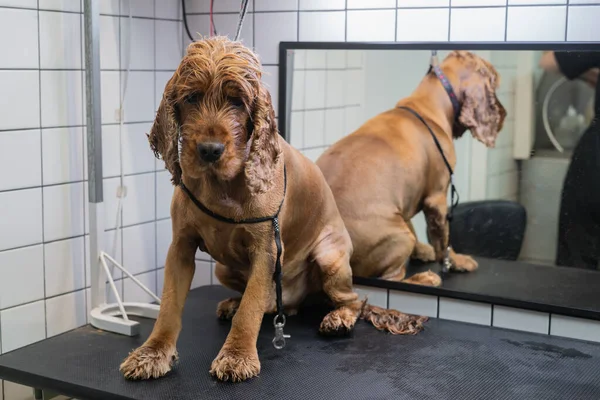 Kahverengi labrador köpeği aynanın arkasındaki masaya oturur ve saçını kestirmek için bekler.