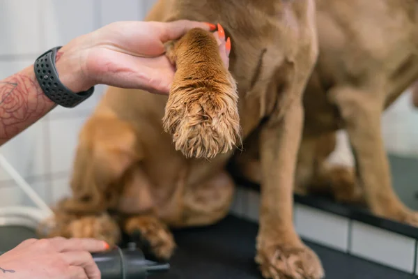 Meisje Snijdt Poot Van Een Bruine Labrador Hond Tafel Close — Stockfoto