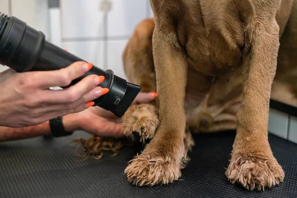 Kız, kahverengi labrador köpeğinin patisini yakın plan çekimde kesiyor.