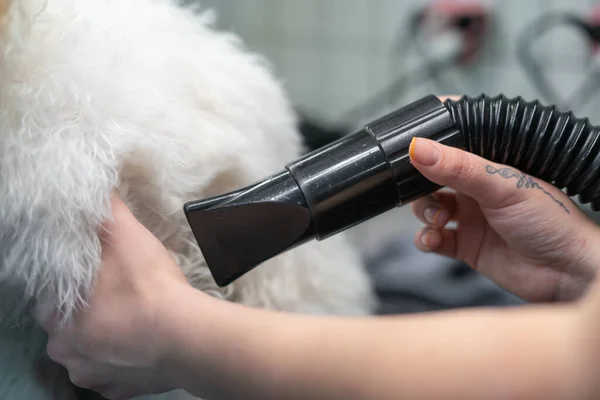 Meisje Kammen Een Witte Maltese Hond Een Hond Salon — Stockfoto
