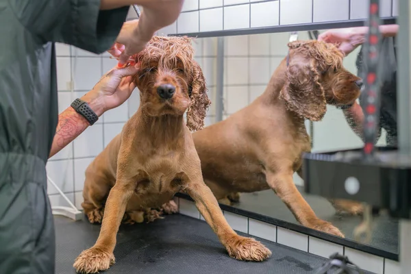 Uma Menina Limpa Orelhas Com Guardanapo Branco Especial Cão Labrador — Fotografia de Stock