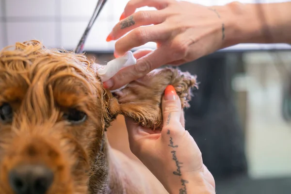 Uma Menina Limpa Orelhas Com Guardanapo Branco Especial Cão Labrador — Fotografia de Stock