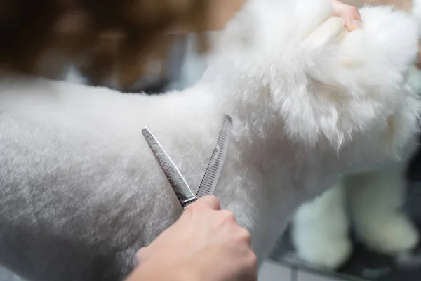 少女は動物用の毛づくろいサロンのテーブルの上にはさみで白いマルチーズの犬を切り — ストック写真