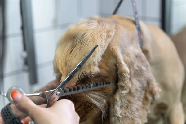 Peluquero Corta Pelo Cabeza Con Tijeras Perro Labrador Marrón Mesa — Foto de Stock