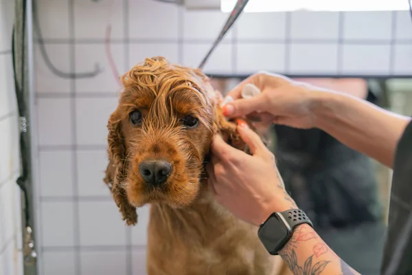 Uma Menina Limpa Orelhas Com Guardanapo Branco Especial Cão Labrador — Fotografia de Stock