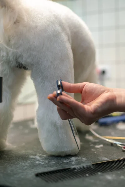 Una Chica Corta Perro Blanco Maltés Con Tijeras Una Mesa —  Fotos de Stock