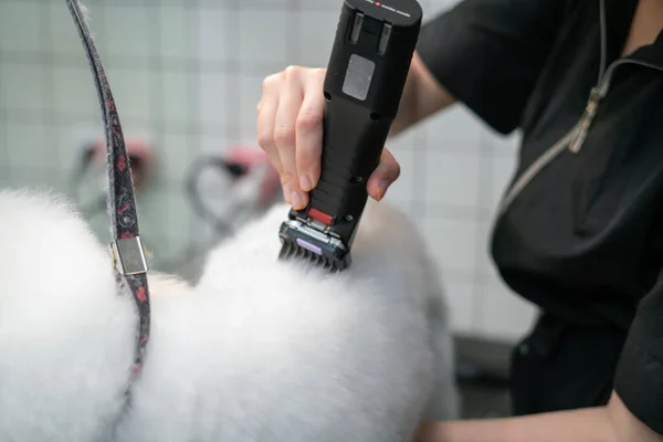 Kız kırpıcı beyaz köpek maltesi. Bakım masasında.