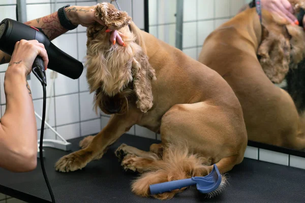 Groomer Droogt Wol Tot Bruine Labrador Hond Tafel Verzorging — Stockfoto