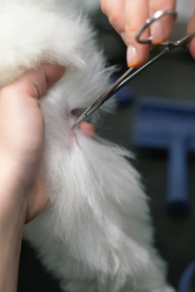 Groomer Takes Out Tick Skin Dog Special Tweezers Close — Stock Photo, Image
