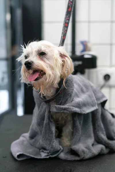 Sütçü, donup kurumasın diye beyaz bir Maltese köpeğini havluya sardı.