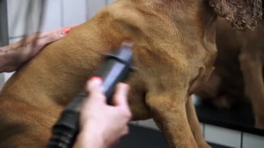 Tımarcı, kahverengi labrador köpeğine yün kurutur.