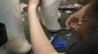 Bir kız, hayvanlar için bir kuaförde makas ile beyaz bir Malta köpeğini keser.