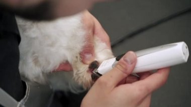 Pençesini kesen bir adam, beyaz bir köpeğe yakın plan Malta çekimini kesiyor.