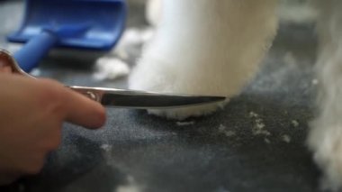 Bir kız, hayvanlar için bir kuaförde makas ile beyaz bir Malta köpeğini keser.