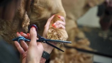 Bakımcı makasla pençelerini makasla keserek masandaki kahverengi labrador köpeğine çevirir.