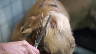 Bakımcı makasla saç kesiyor. Kahverengi labrador köpeği masanda.