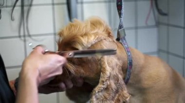Bakımcı makasla saç kesiyor. Kahverengi labrador köpeği masanda.
