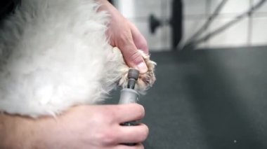 Pençesini kesen bir adam, beyaz bir köpeğe yakın plan Malta çekimini kesiyor.
