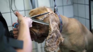 Bakımcı makasla saç kesiyor. Kahverengi labrador köpeği masanda.