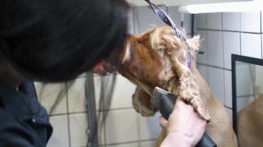 Bakımcı makasla saç kesiyor. Kahverengi labrador köpeği masanda.