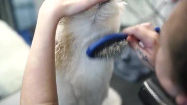 Tımarcı, kahverengi labrador köpeğine yün kurutur.