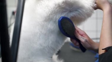 Bir köpek salonunda beyaz bir köpeğini tarayan bir kız.
