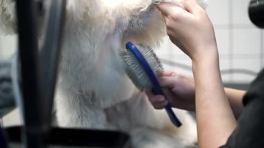 Bir köpek salonunda beyaz bir köpeğini tarayan bir kız.