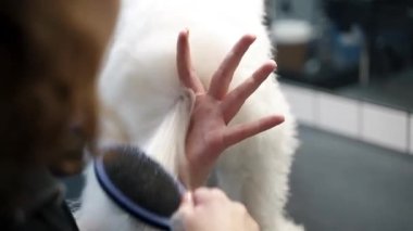 Bir köpek salonunda beyaz bir köpeğini tarayan bir kız.