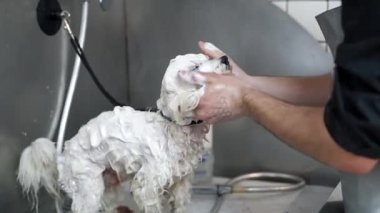 Adam lavaboda şampuanla beyaz köpekleri yıkıyor.