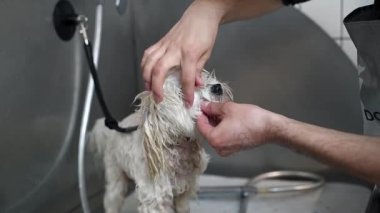 Adam lavaboda şampuanla beyaz köpekleri yıkıyor.