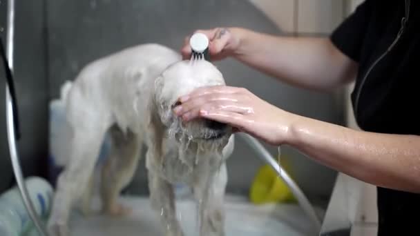 Ragazzo Lava Cane Bianco Maltese Nel Lavandino Con Shampoo — Video Stock