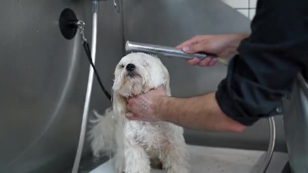 Τύπος Πλένει Λευκό Σκυλί Μαλτέζικα Στο Νεροχύτη Σαμπουάν — Αρχείο Βίντεο