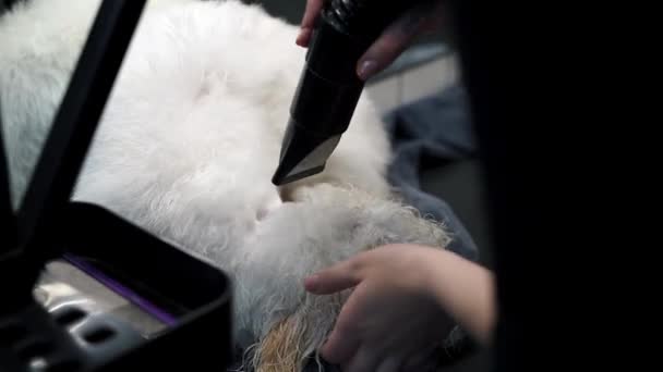 Girl Combing White Maltese Dog Dog Salon — Stock Video