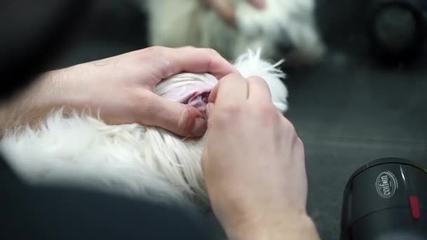 Groomer Pulls Hair Out Ears White Maltese Dog — Stock Video
