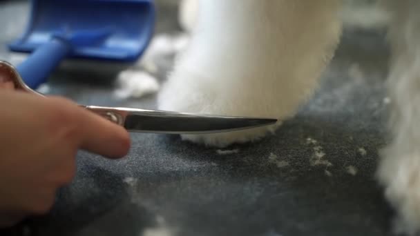 Girl Cuts White Maltese Dog Scissors Table Grooming Salon Animals — Stock Video
